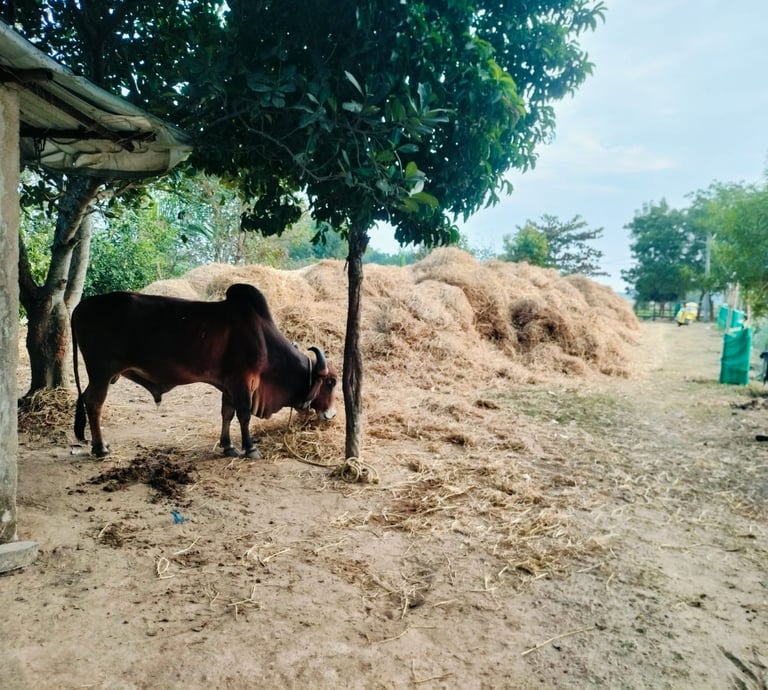 KRISHNA- a Gir breed ox, hero of our gosala.