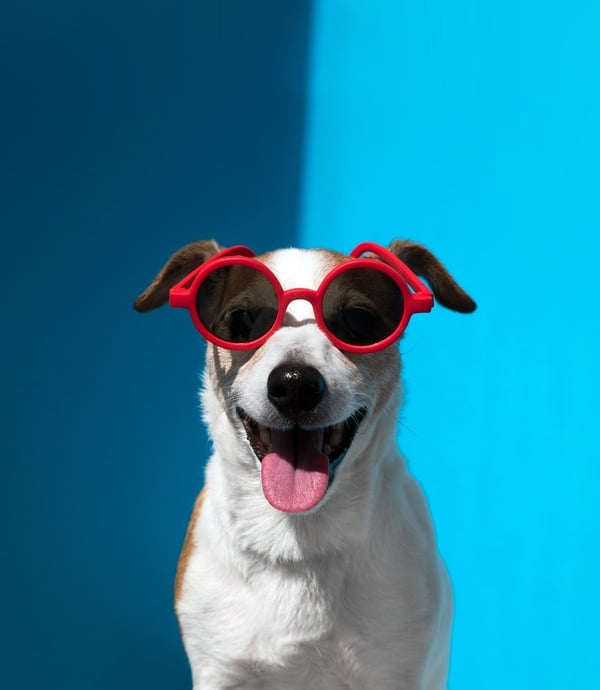 perro con lentes