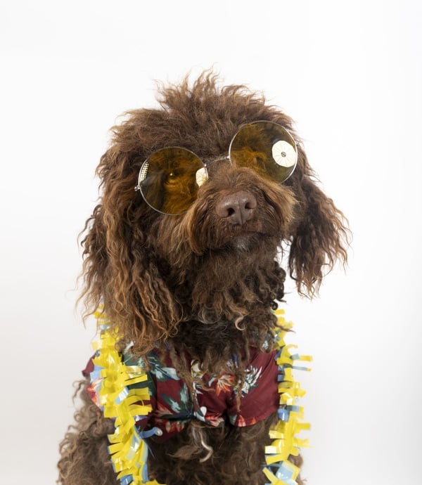 perro con lentes y camisa hawaiana en un fondo blanco