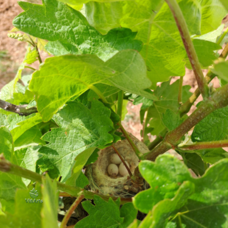 nido de aves en viñedos en Mallorca biodiversidad