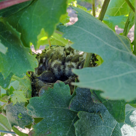 polluelos en viñedos en Mallorca biodiversidad