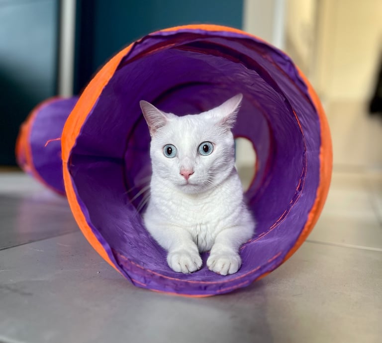 Un chat blanc aux yeux bleus posé dans un tunnel violet