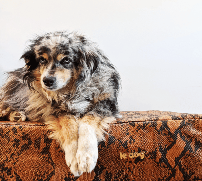 Dog on leather orthopedic non-toxic bed