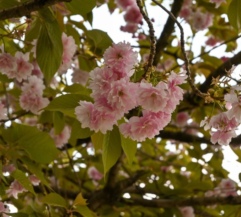 piccoli fiori sakura ripresi in primo piano di colore rosa con sfondo verde degli alberi
