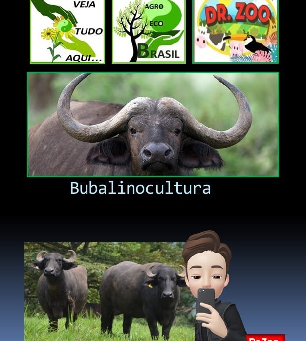 Búfalos