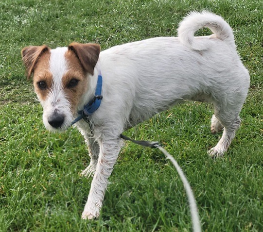 Molly, the jack russell, on her first walk with Tracy in Rogerstone, South Wales.