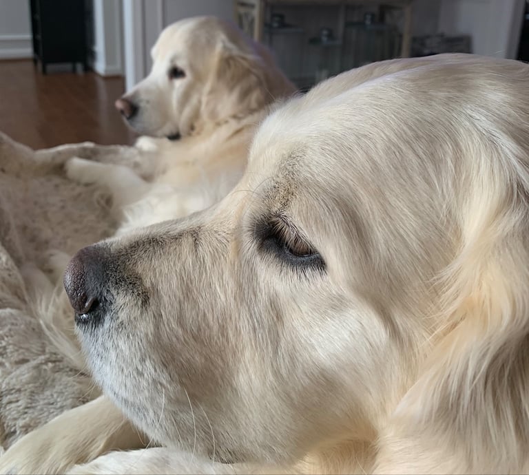 two dogs are laying on a blanket in a living room