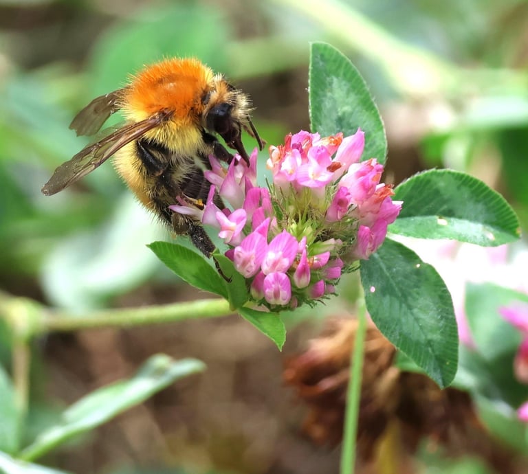 Carder Bee