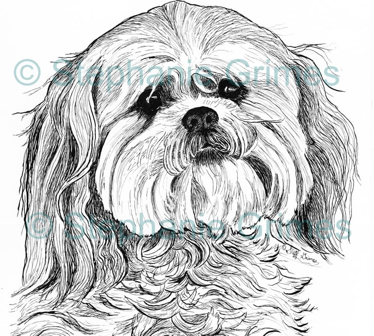 Pen and ink of a ship-tzu dog