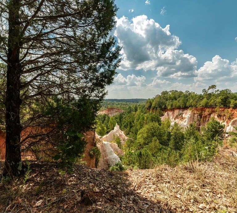 Green Earth Academy nature scene