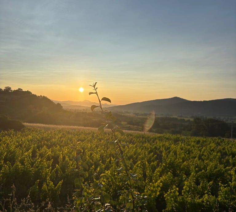 Lever de soleil sur les vignes à Rasteau avec la citation "Regarder la nature, c'est déjà apprendre 