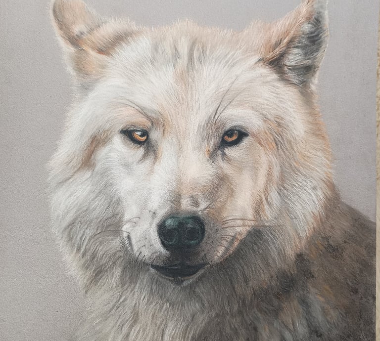 a pastel drawing of a wolf dog with a white background