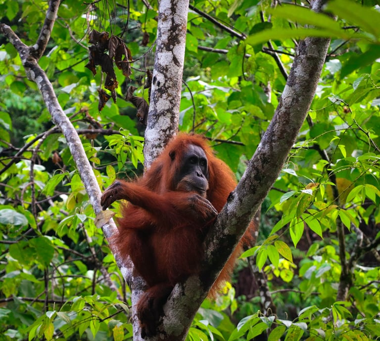 Close-up of a wild orangutan looking curiously in the Sumatran jungle