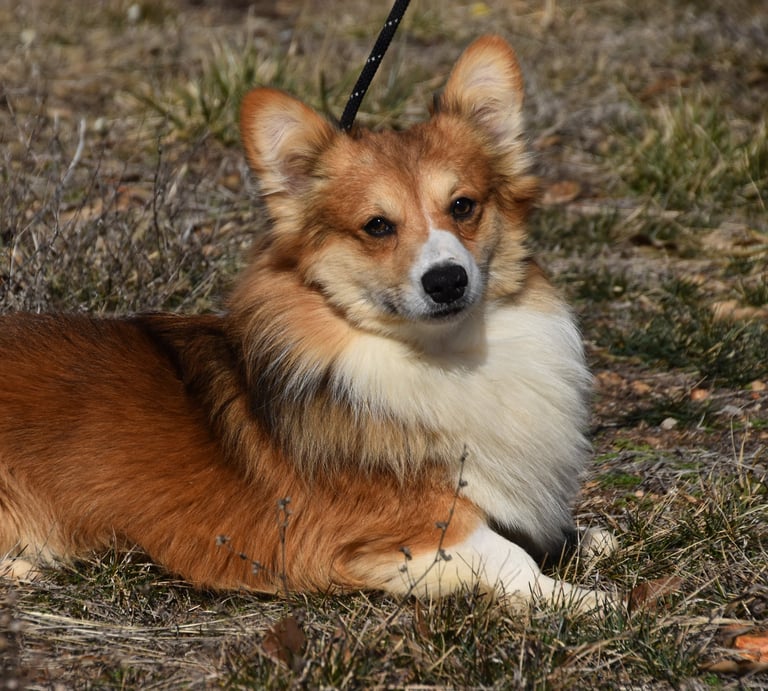 corgi breeder in missouri