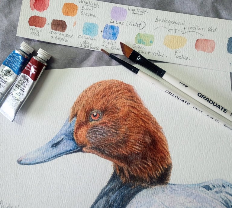 Watercolour workshop painting a Pochard Duck