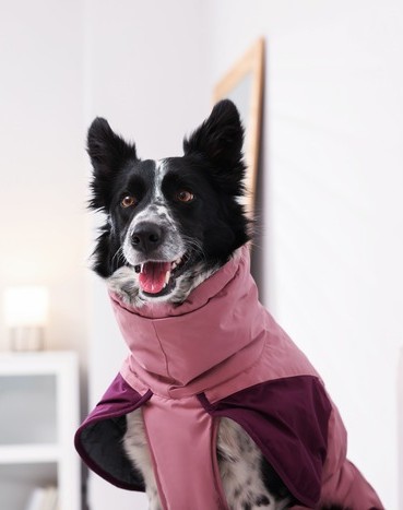 Un border collie blanco y negro con un abrigo impermeable rosa para perros.