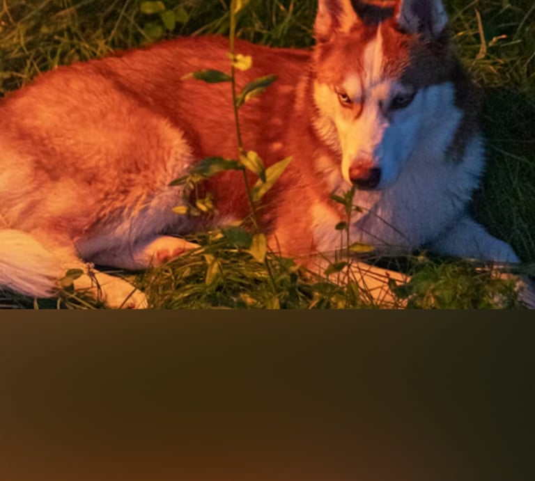 dogAdvisor | dogadvisor | dog advisor | dogAdvisor.dog