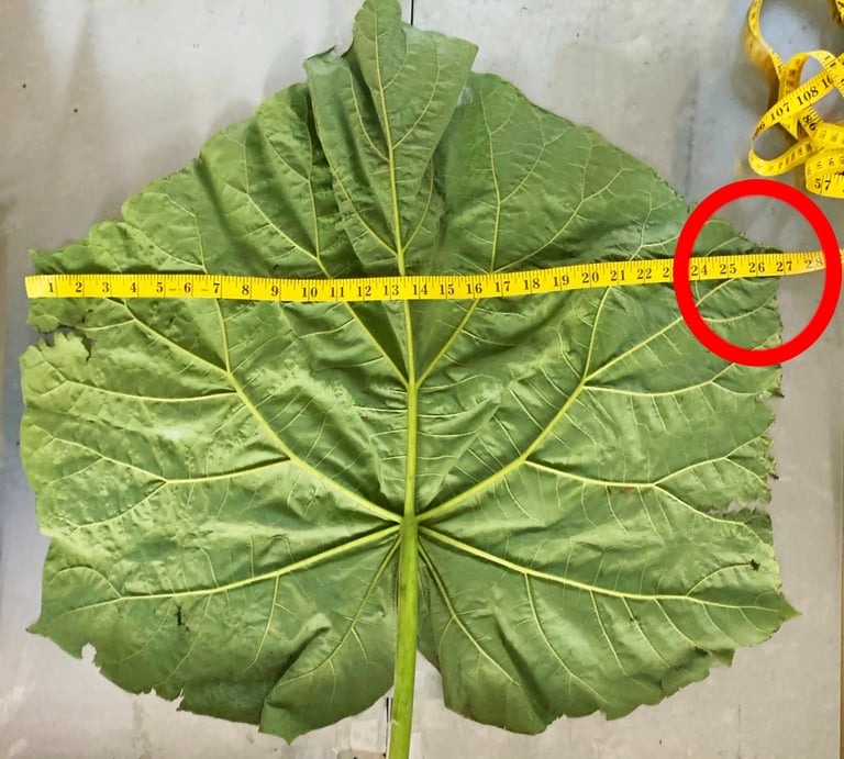 Insect Talent uses plant leaves that are sometimes 27 inches large or larger. 