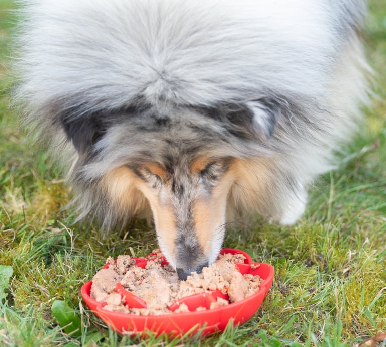 alimentation natural pour chien