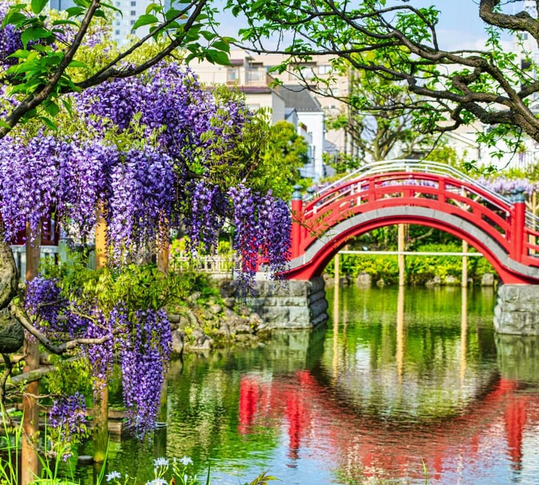 a red bridge in the kameido temple with purple flowers and a red bridge