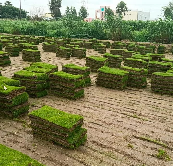Lawn Grass Suppliers Hyderabad