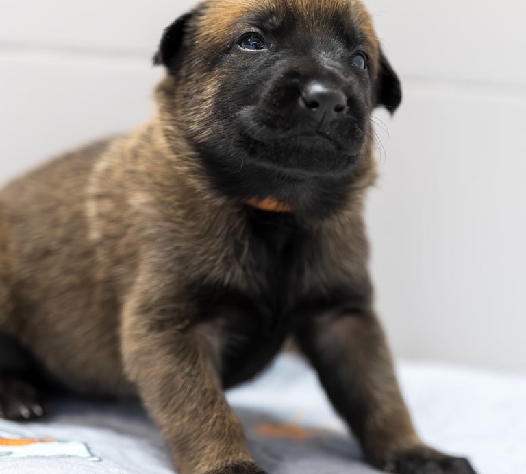 Belgian Malinois puppies for sale in Florida. Five males and three females available. July 11th 2026