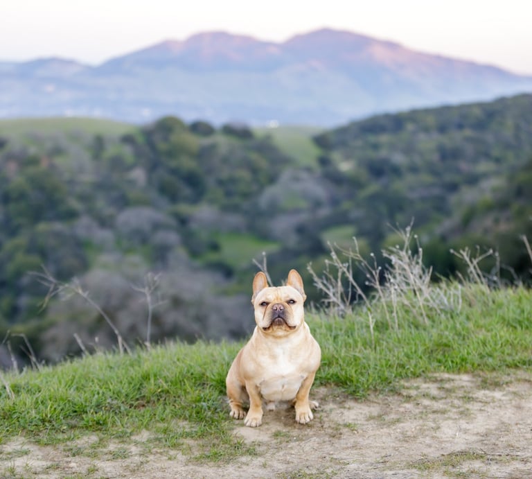 French bulldog on Escondido hiking trail
