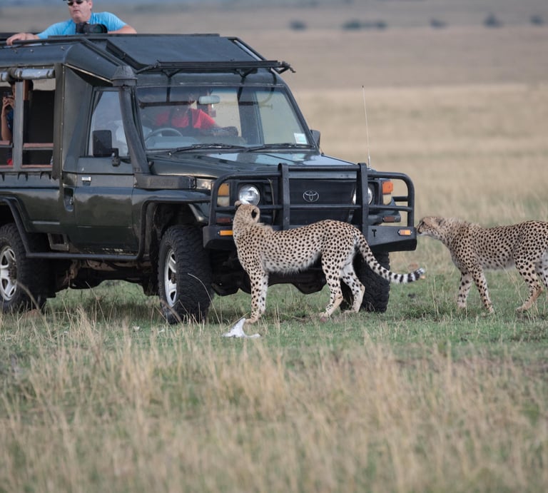 Cheetahs on safari vehicle Africa Masai Mara