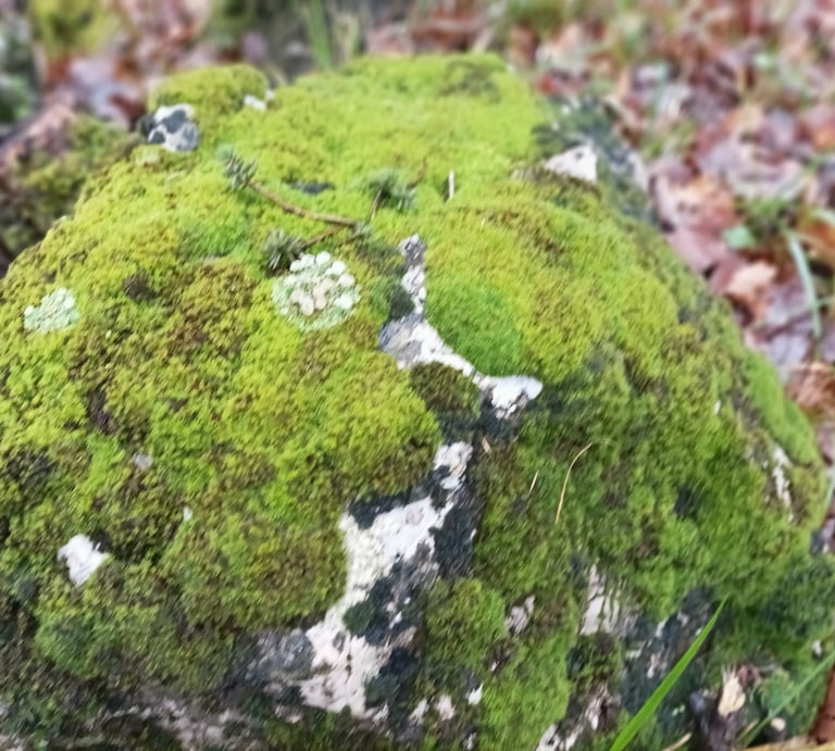 A small rock on my path