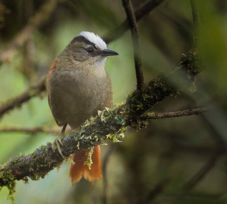 Birding Expedition Vilcabamba Cloud Forests 6 D/5 N