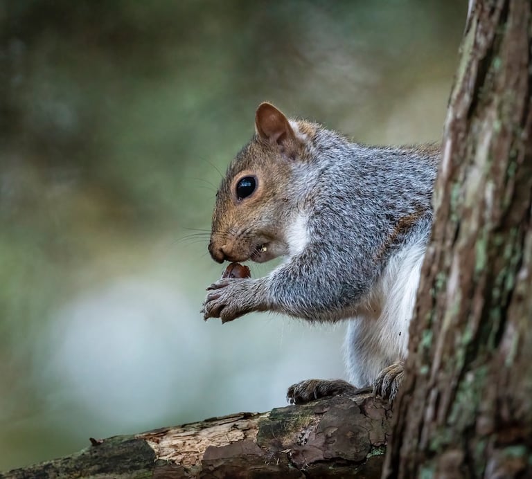 Grey squirrel