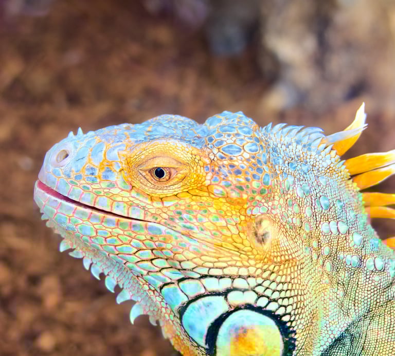Close-up of a colorful pet iguana with vibrant blue and yellow scales in a terrarium habitat.