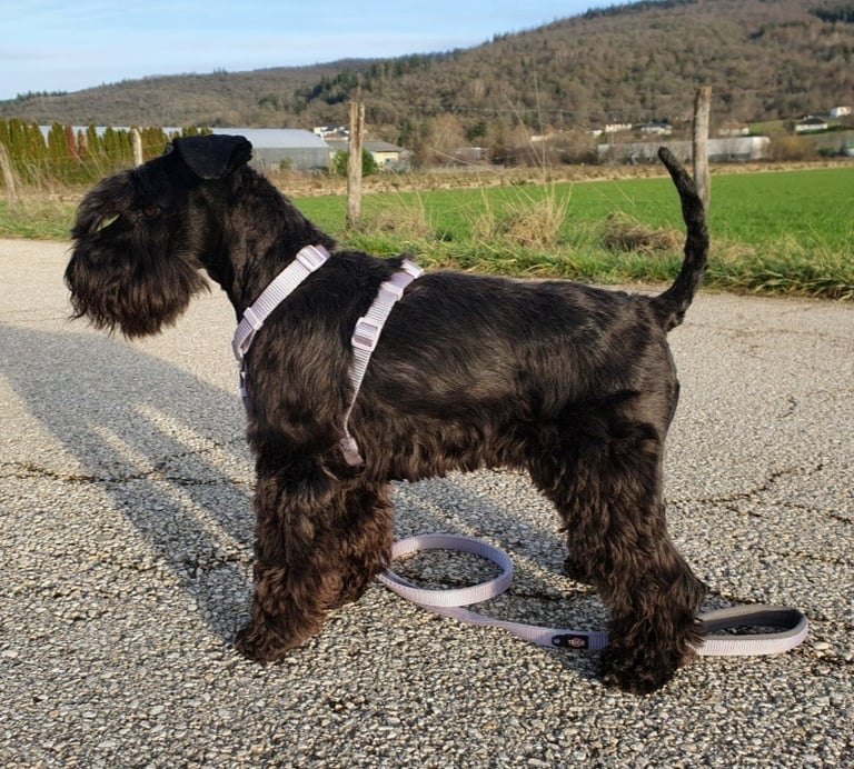 Tara en balade Schnauzer nain noir