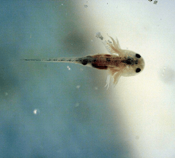 Axolote bebê recém-nascido em aquário.