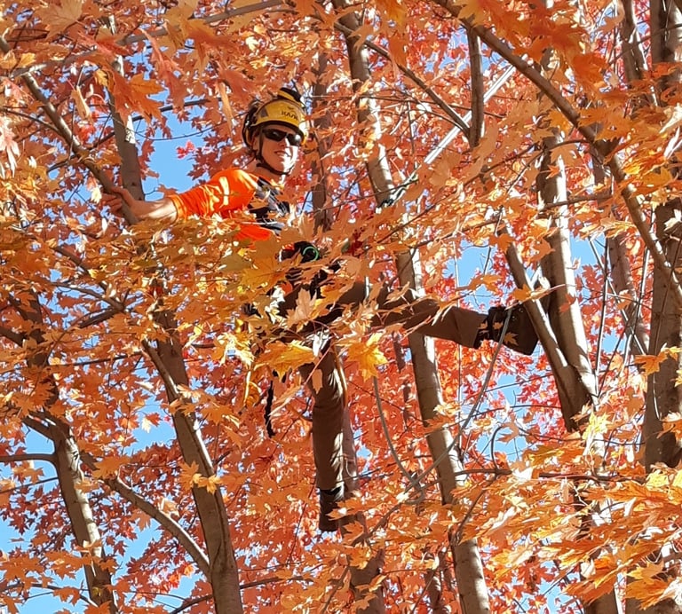 John enjoying fall colors while pruning