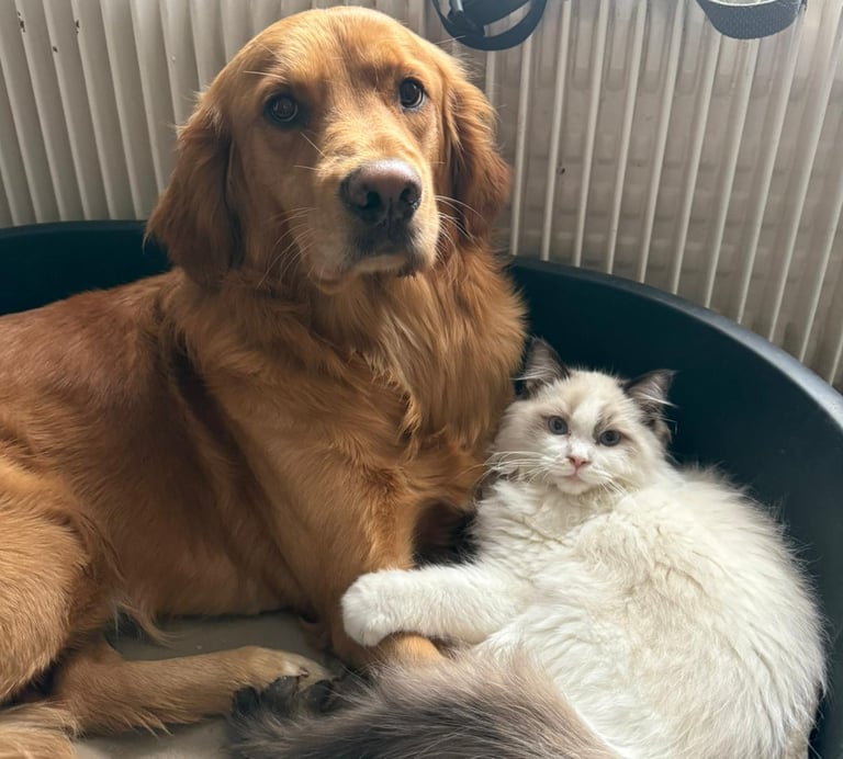 A Neko des Dolls de Mitilo