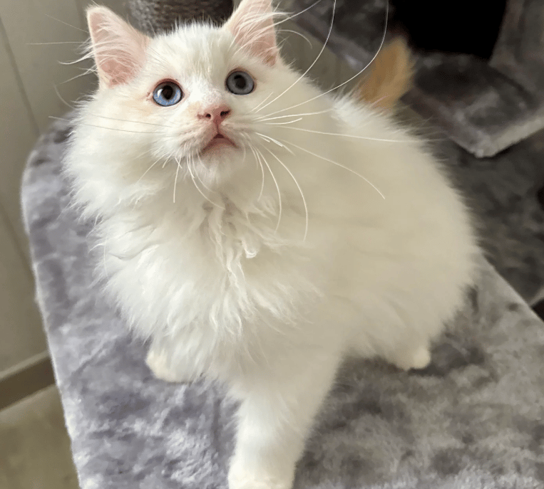 Austin des Dolls de Mitilo