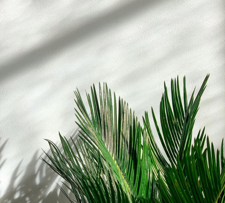 Palm plant in bright diffused lighting
