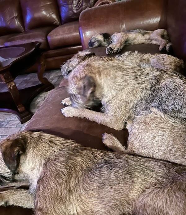 Border Terriers on the couch Platte Valley Kennel Club Nebraska