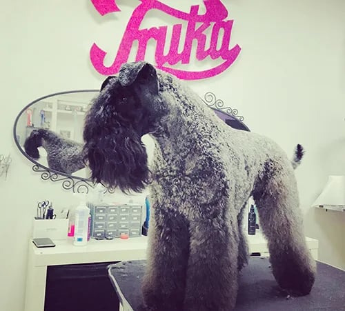 peluquera canina trabajando con perro en mesa de grooming