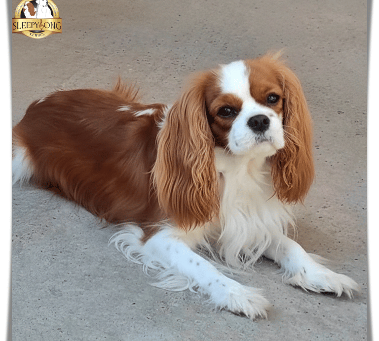 Sleepysong Ambitios Heart, female beauty in Sleepysong Kennel she is so loving dog