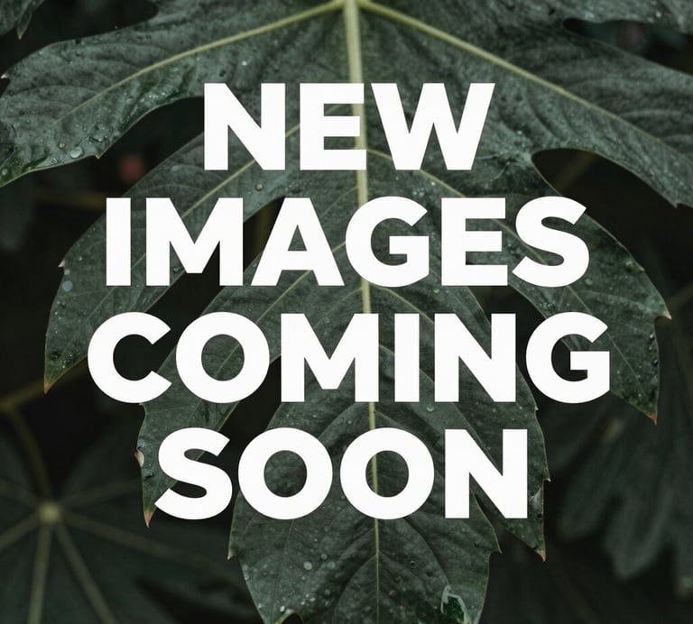 Close-up shot of a freshly applied silicone roof coating on a commercial rooftop under bright sunlight.