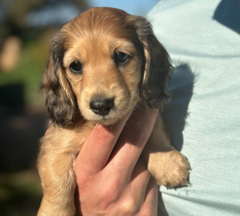 Shaded cream dachshund puppy