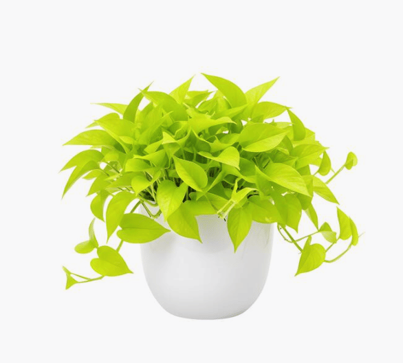Neon green pothos
