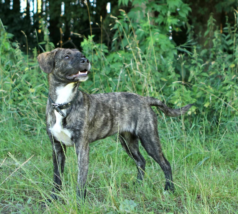 Hund Anti Jagd Kurs Dogz Erding