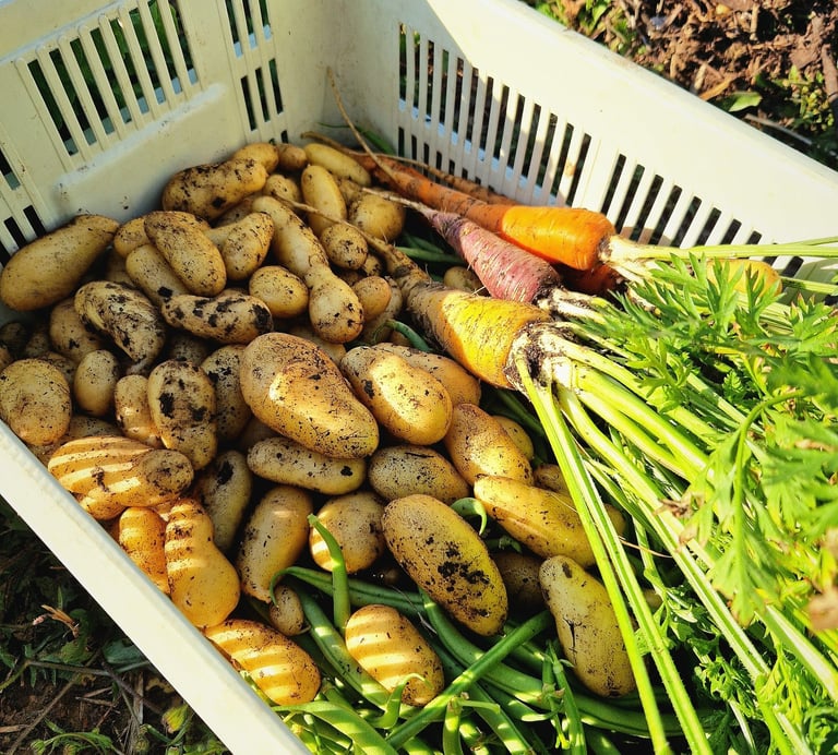 Panier de légumes frais fraichement récolté à la ferme gourmande