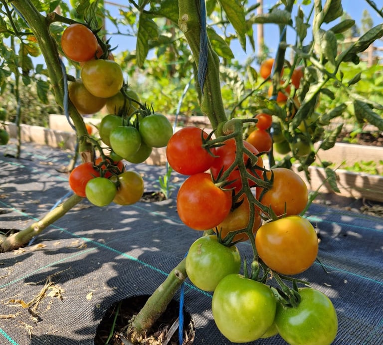 Pied de tomates cerise avec fruits rouge et vert à la ferme gourmande