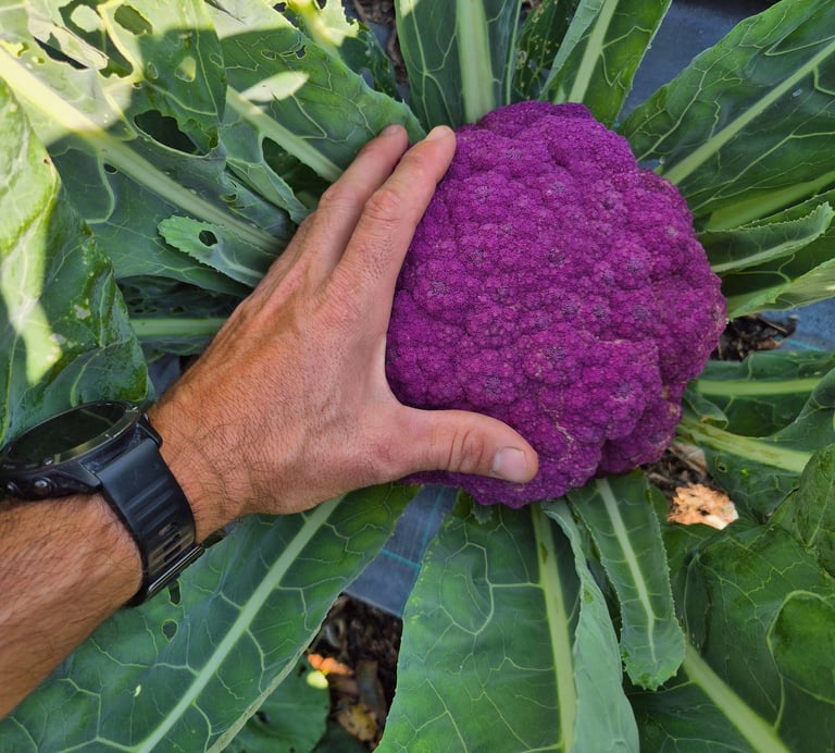 Choux fleur violet à la ferme gourmande