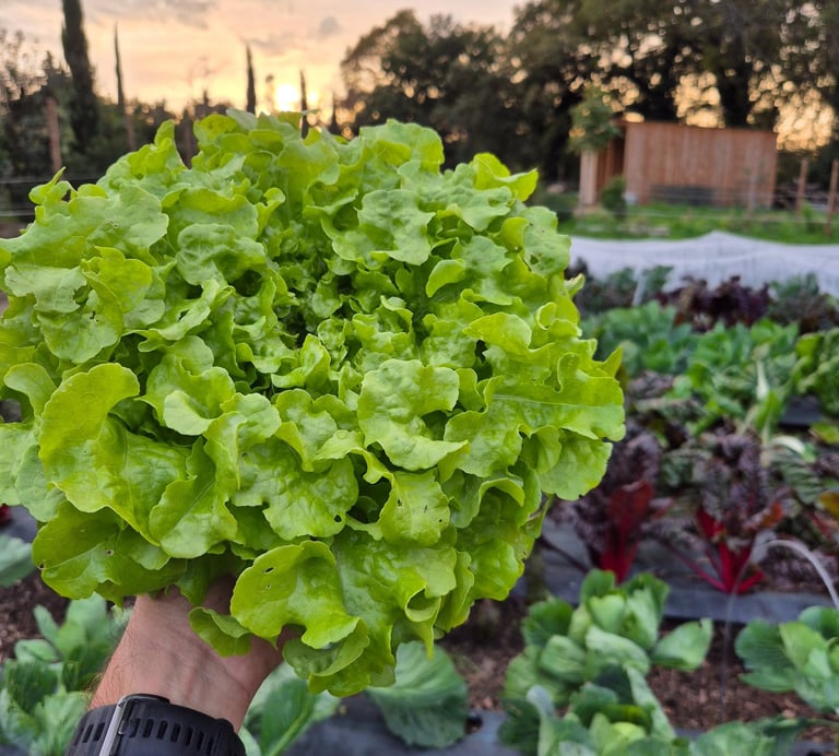 Salade de la ferme gourmande