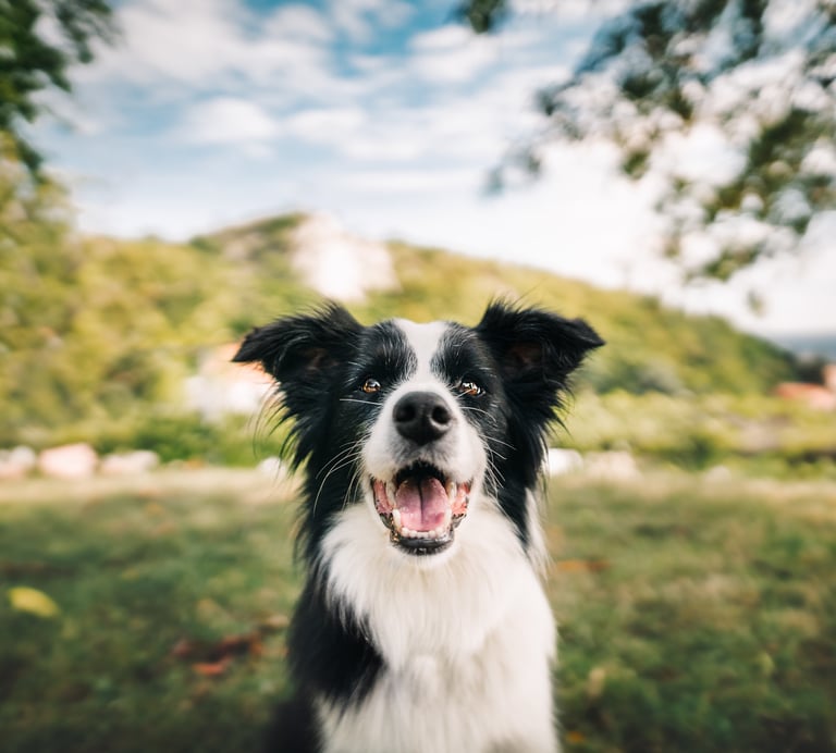 Border collie a kamerába néz